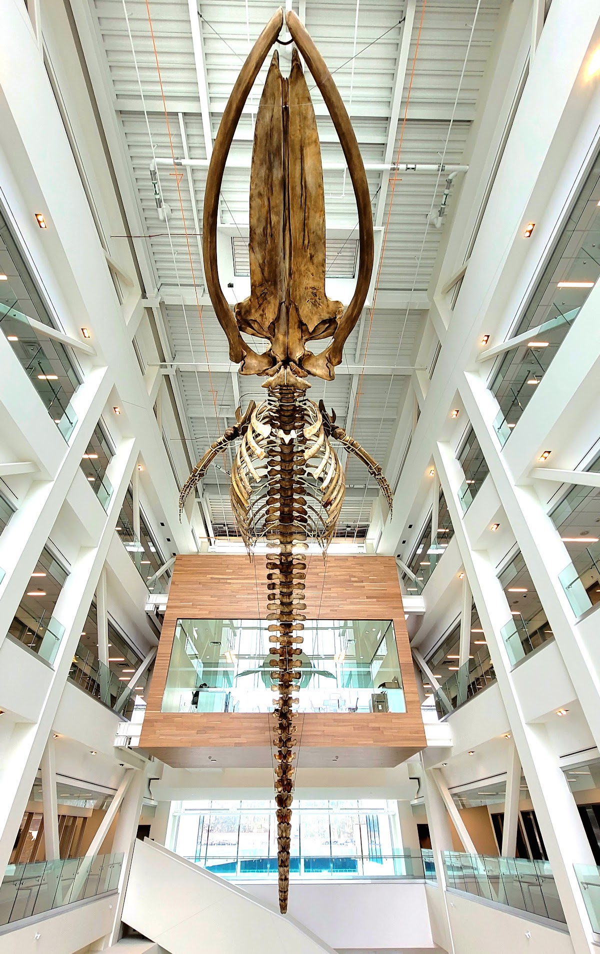 Memorial University photo 8