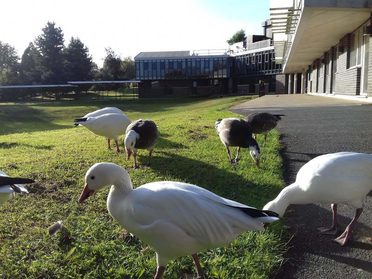 University of York photo 9