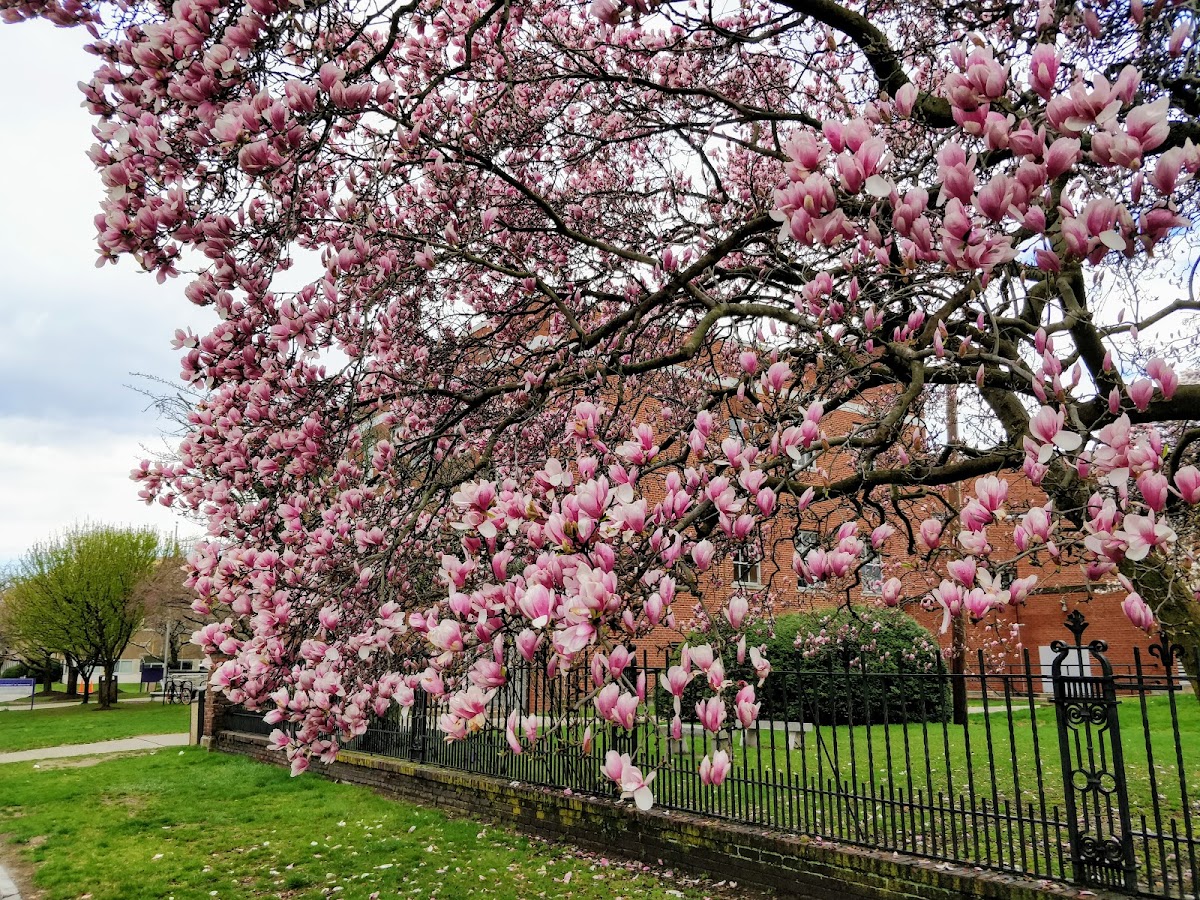 University of Bridgeport photo 8