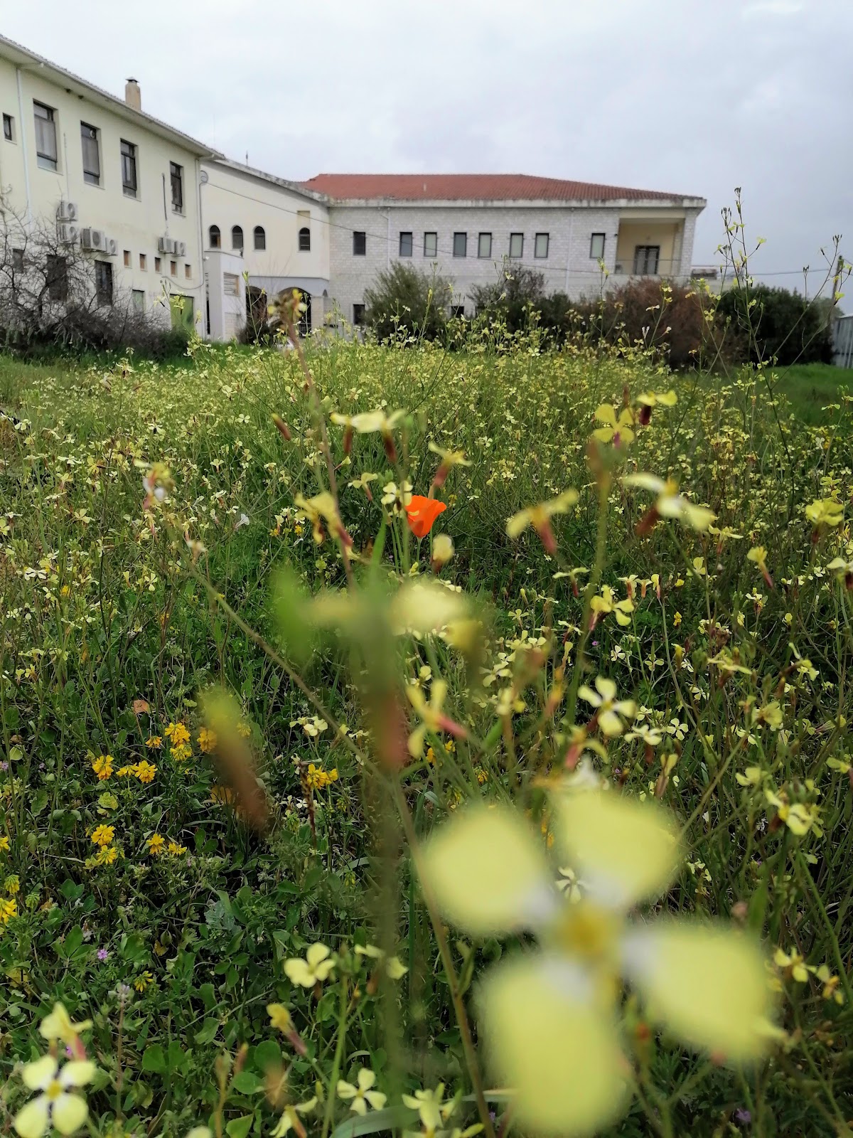 University of Ioannina - Arta photo 8