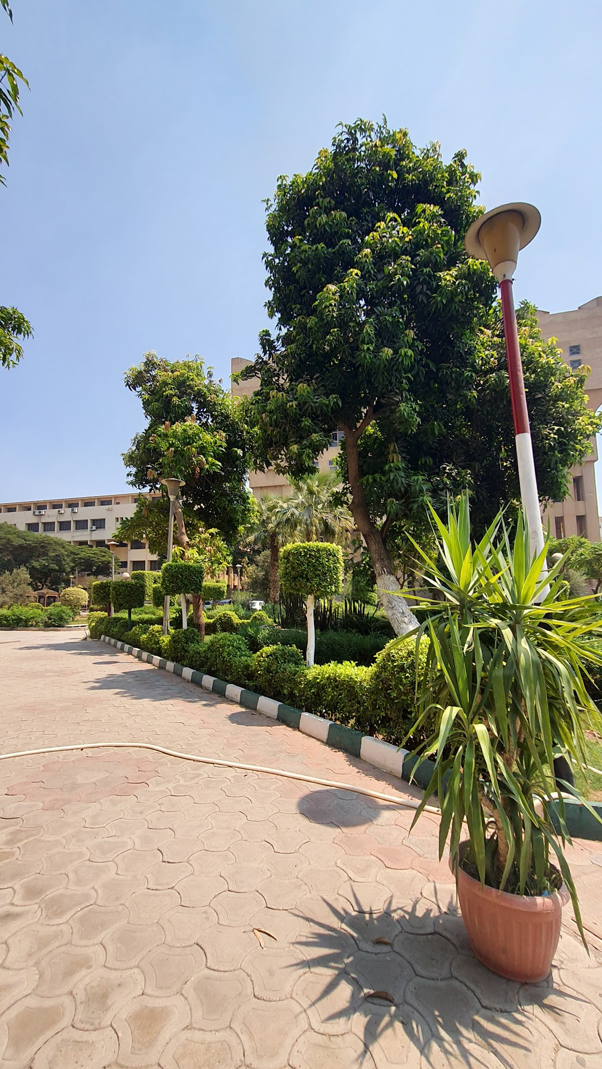 Cairo University photo 8