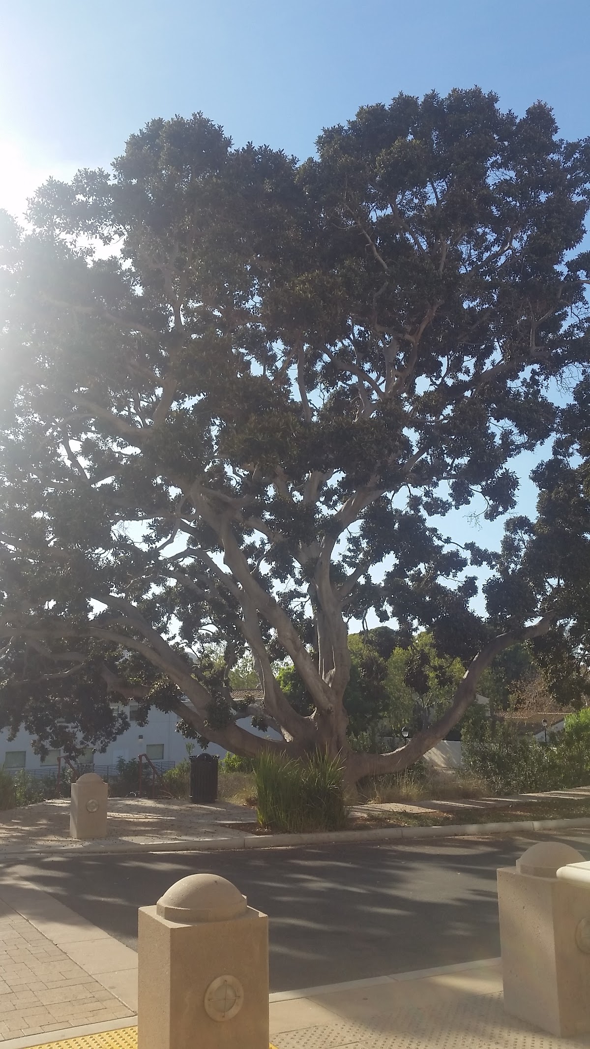 California State University Channel Islands photo 8