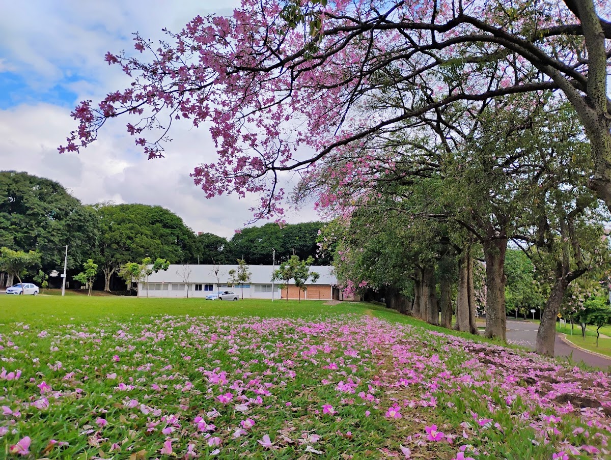 State University of Maringá photo 7