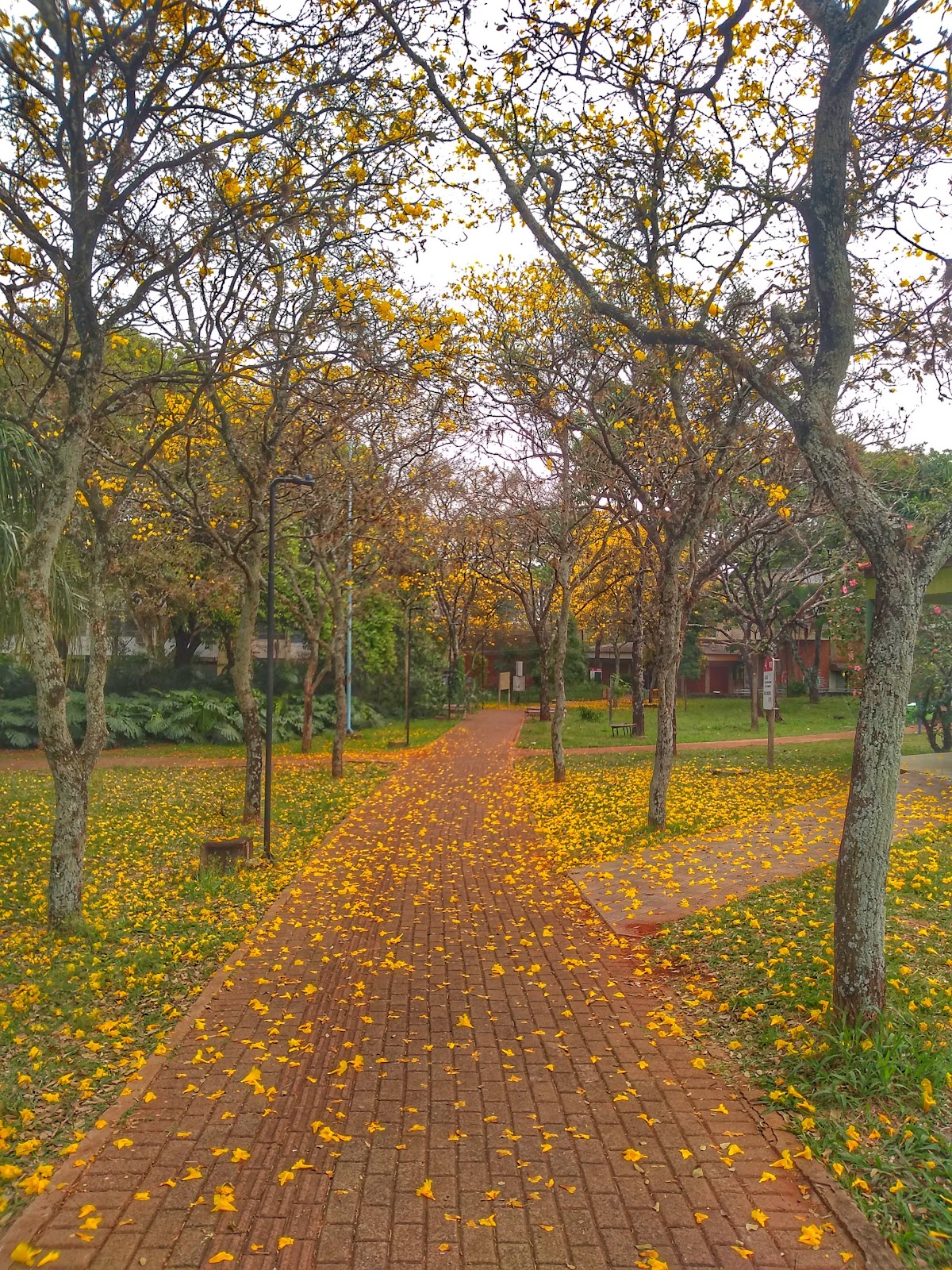 State University of Maringá photo 8