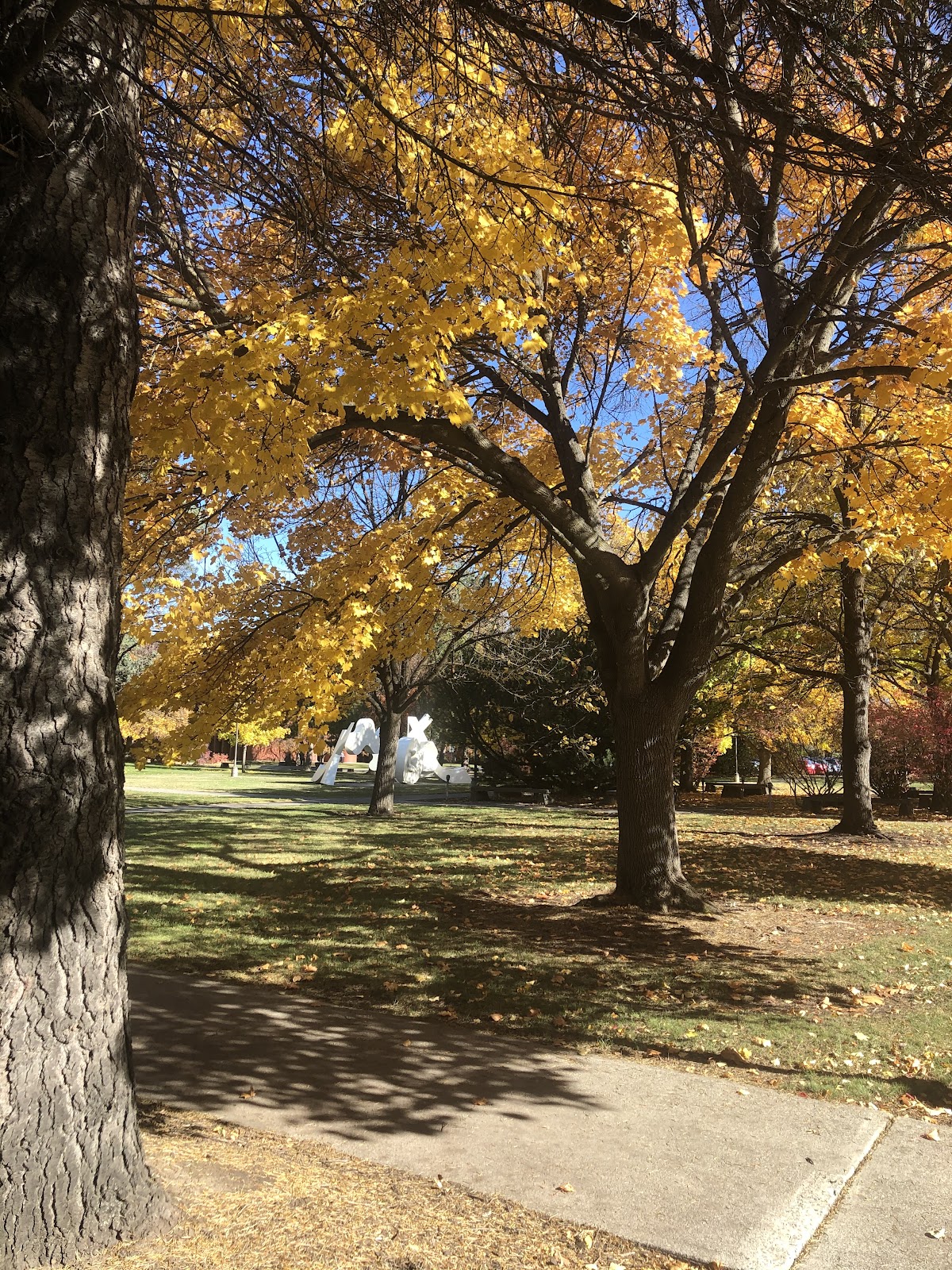 Washington State University photo 9