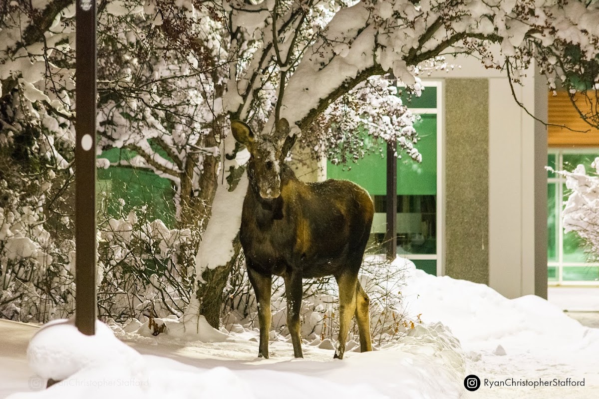 University of Alaska Anchorage photo 6