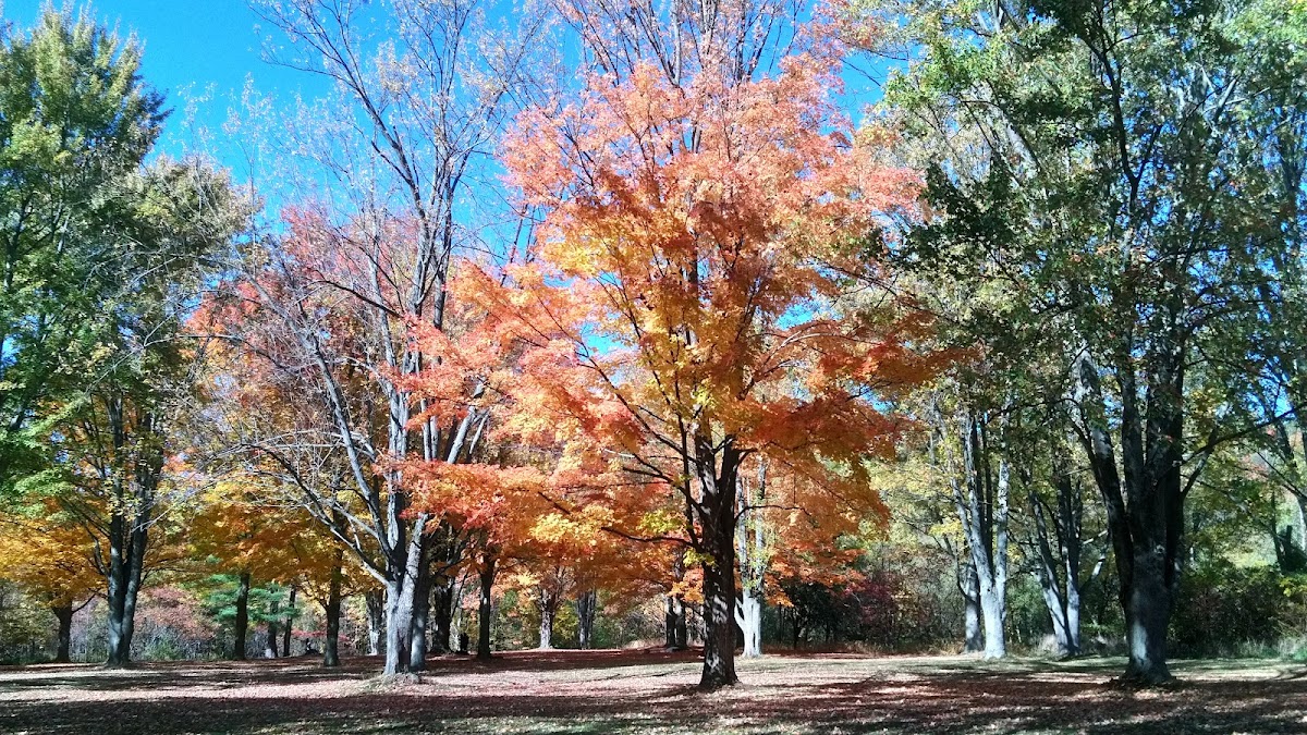 University of Toronto Scarborough photo 1