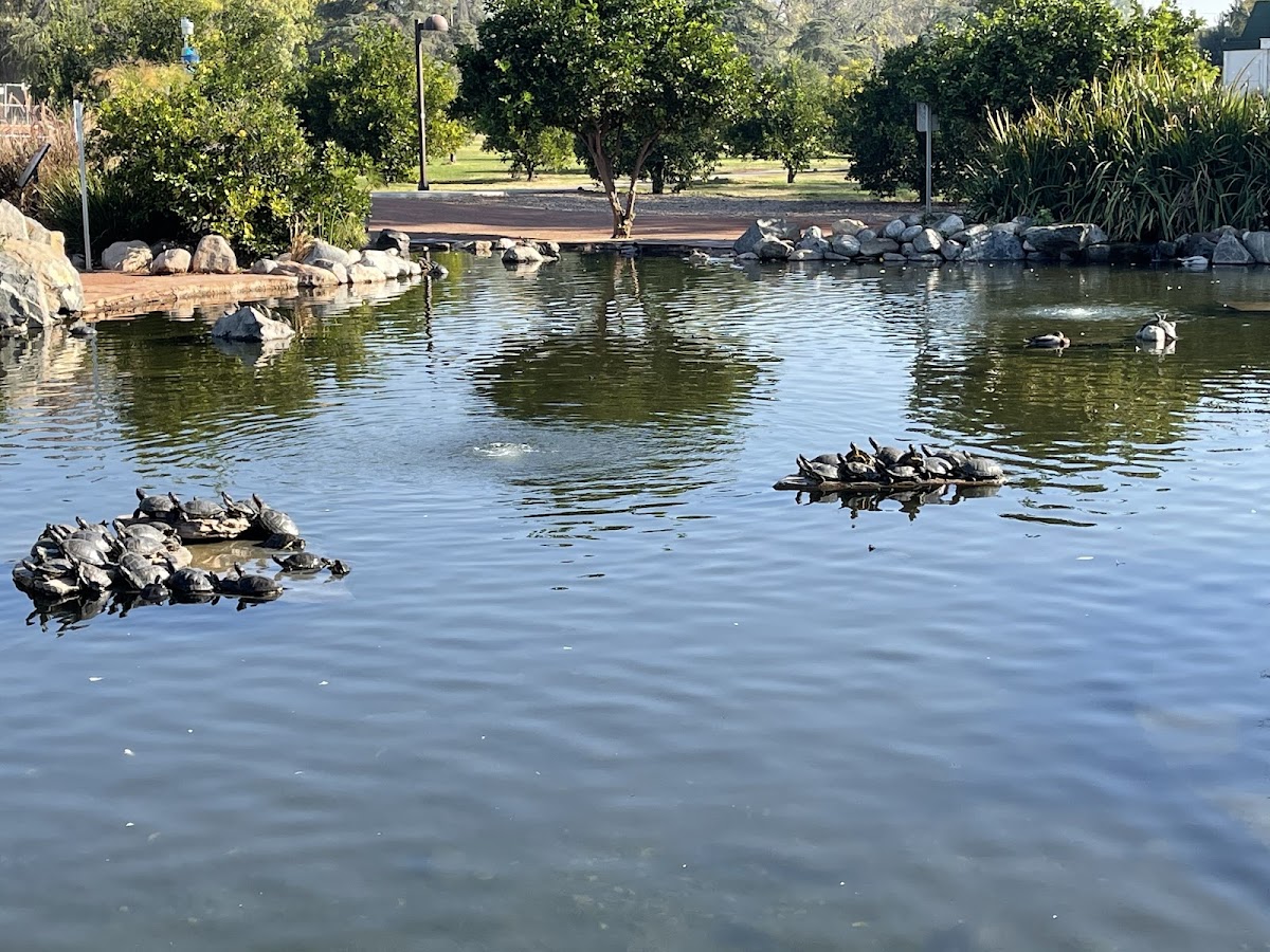 California State University Northridge photo 4