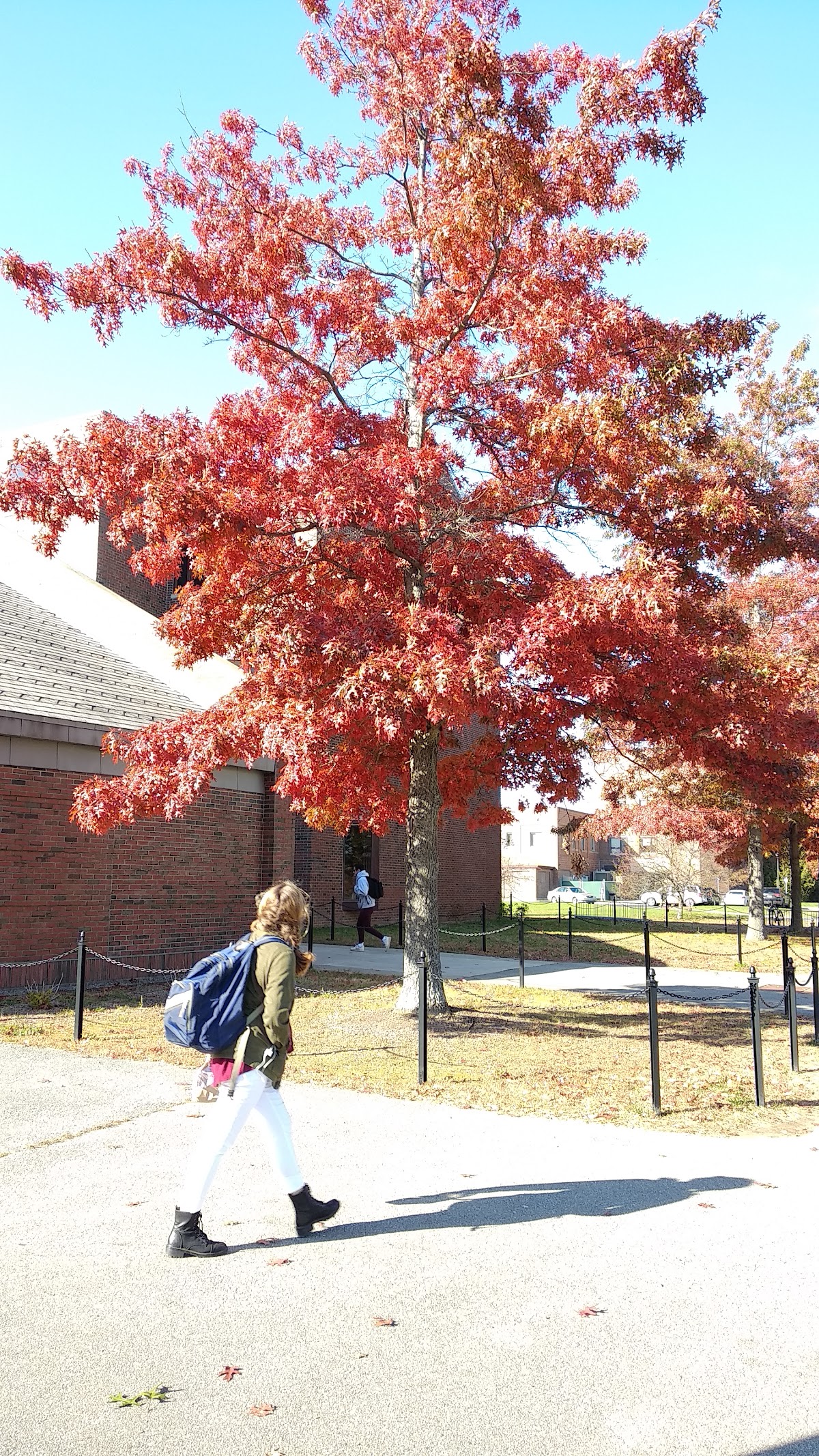 University of Maine photo 9