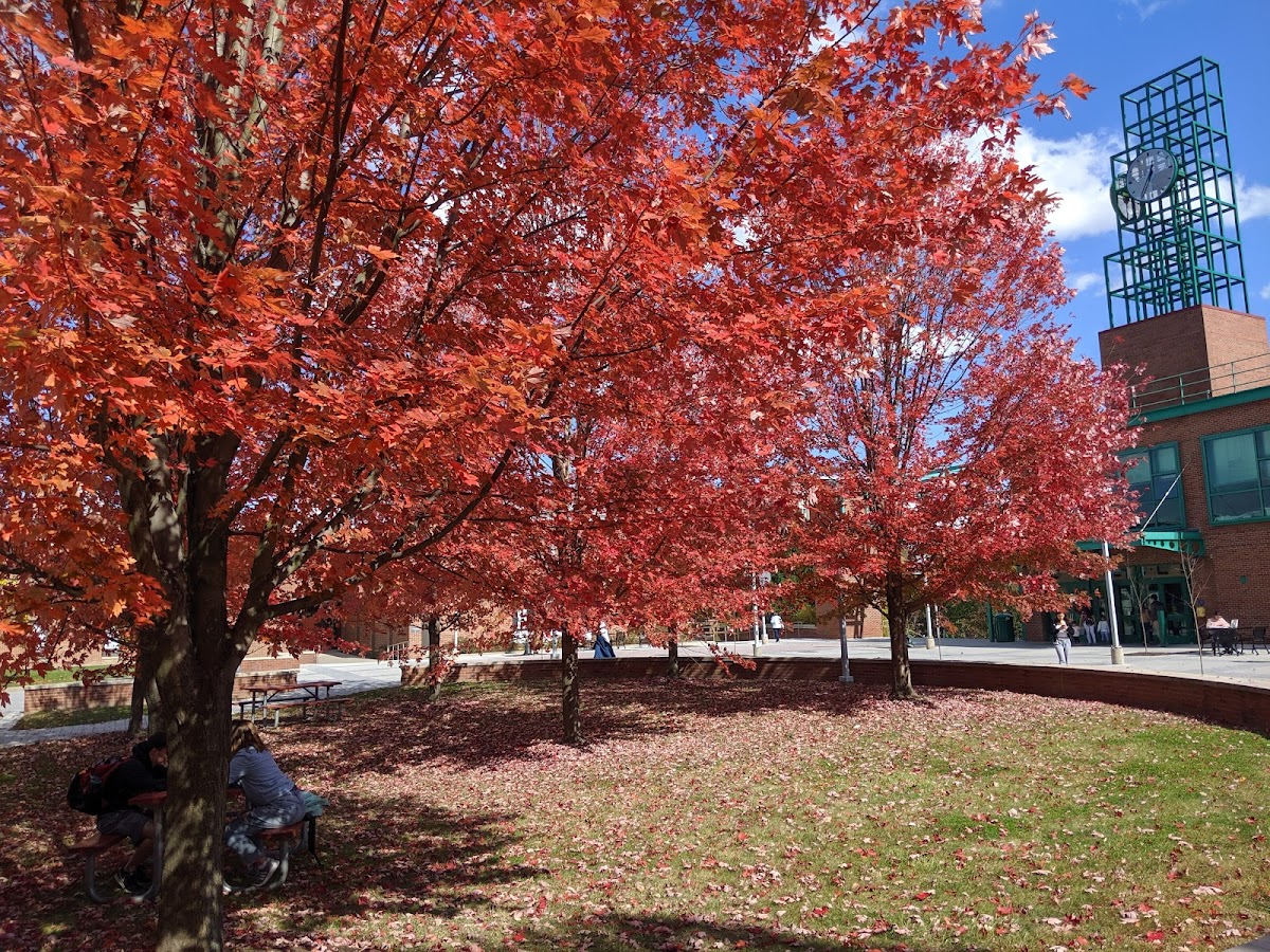 SUNY Binghamton photo 4