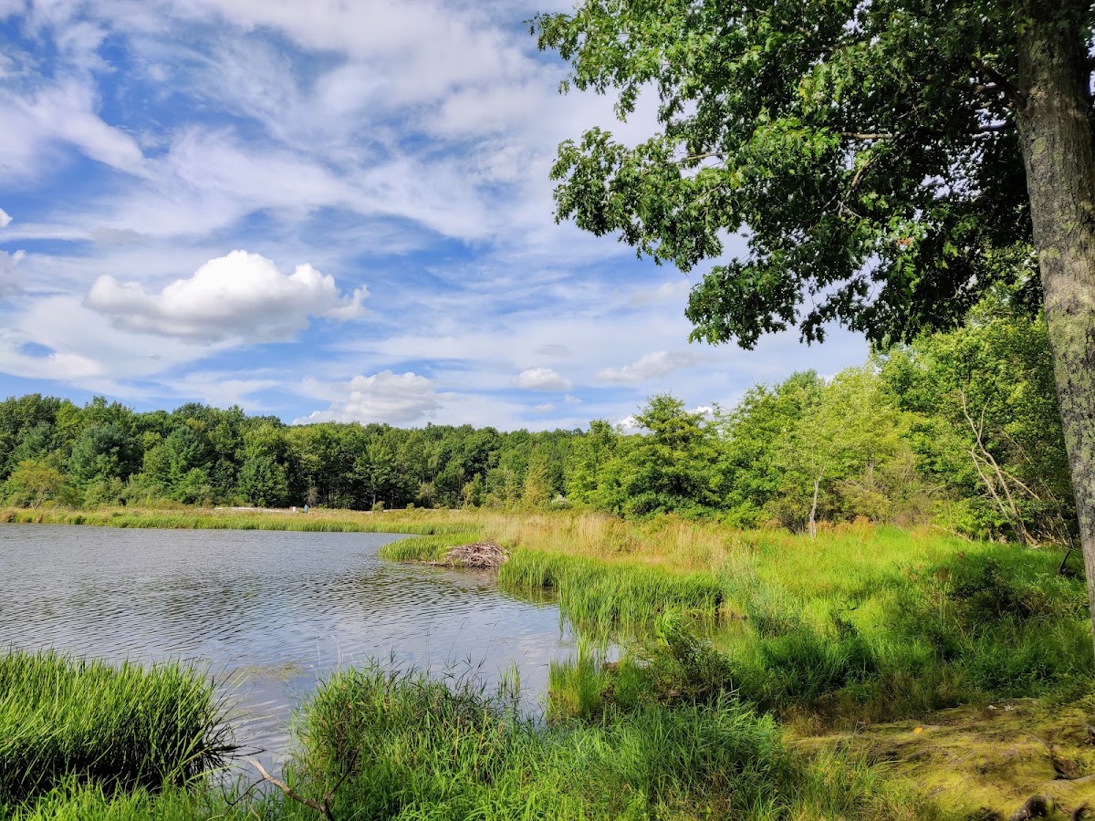 SUNY Binghamton photo 6