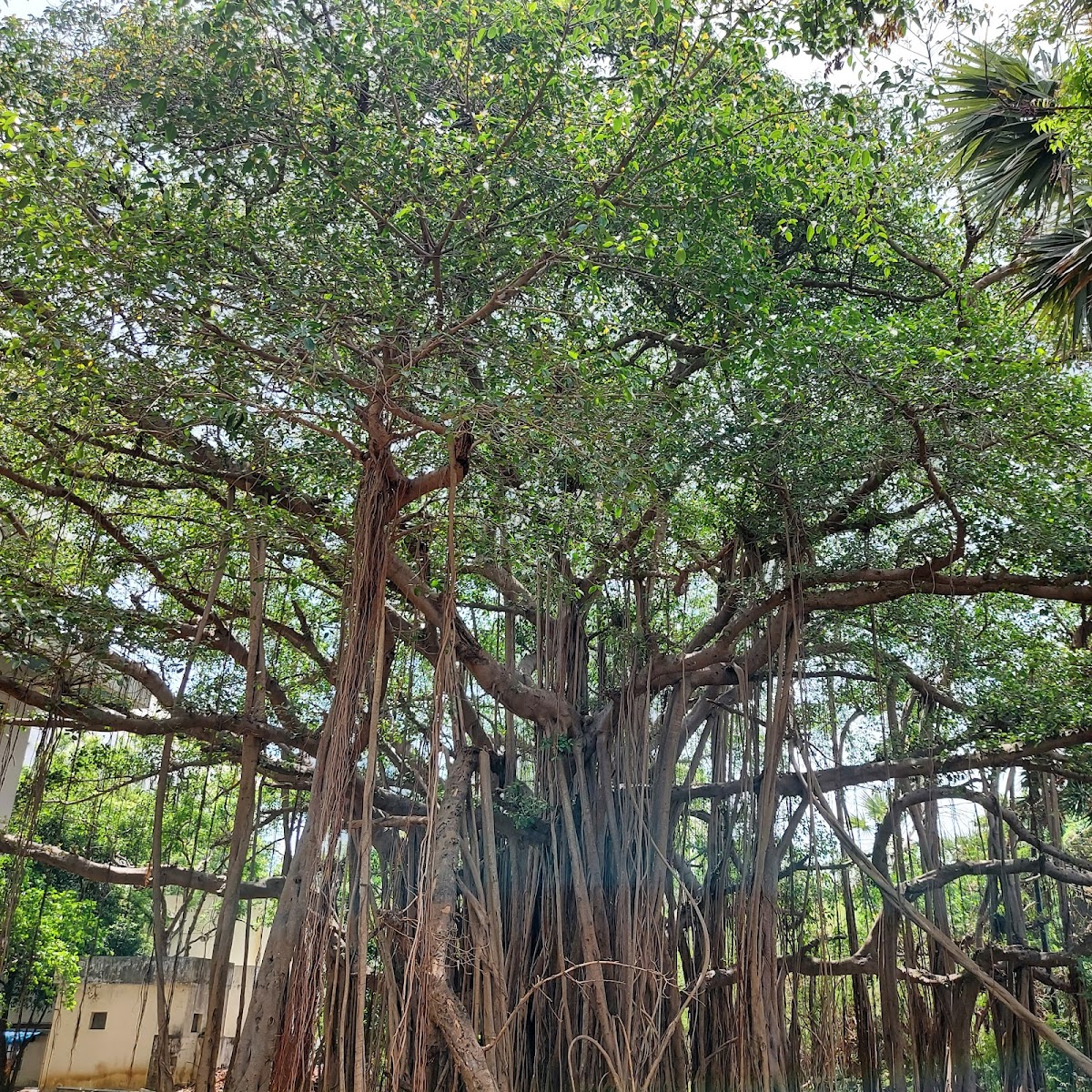 Indian Institute of Technology Madras photo 9