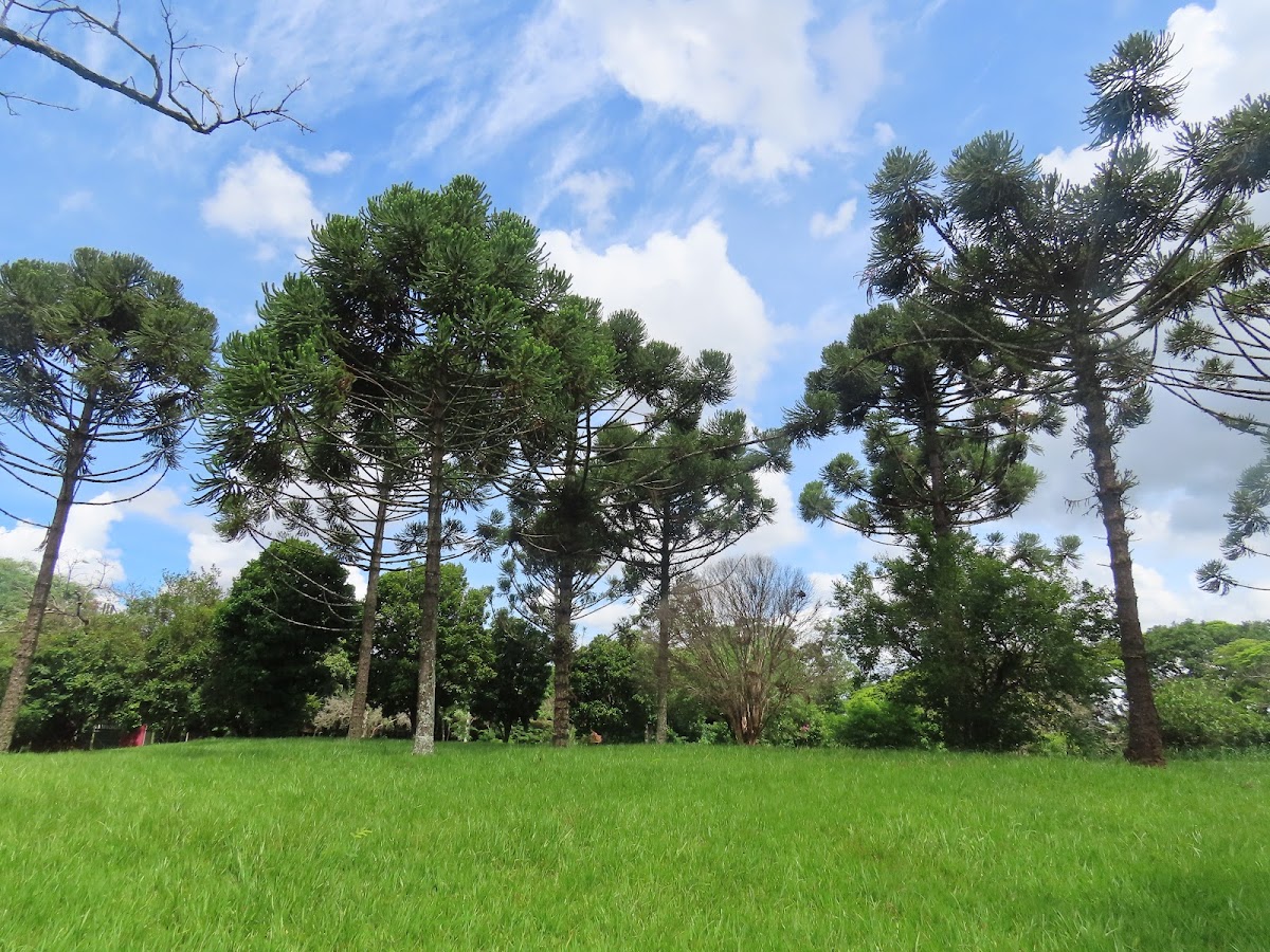 State University of Londrina photo 8