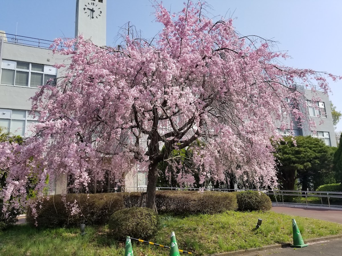 Tokyo Gakugei University photo 1