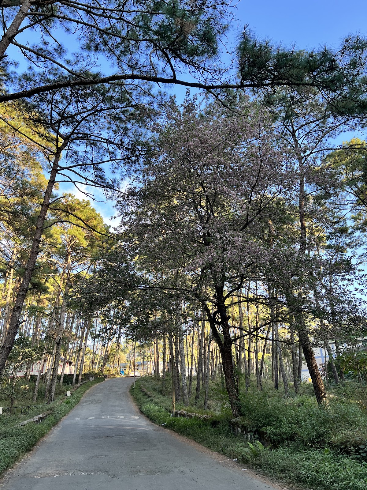 North Eastern Hill University photo 9