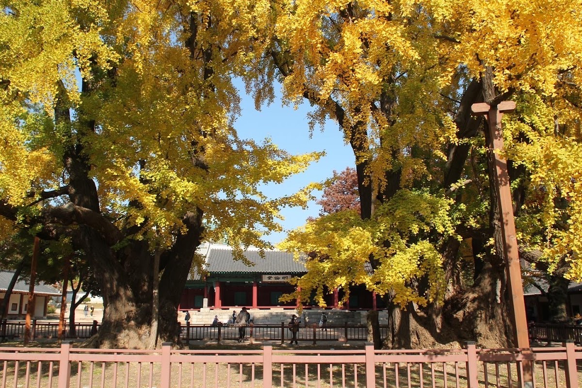 Sungkyunkwan University (SKKU) photo 2