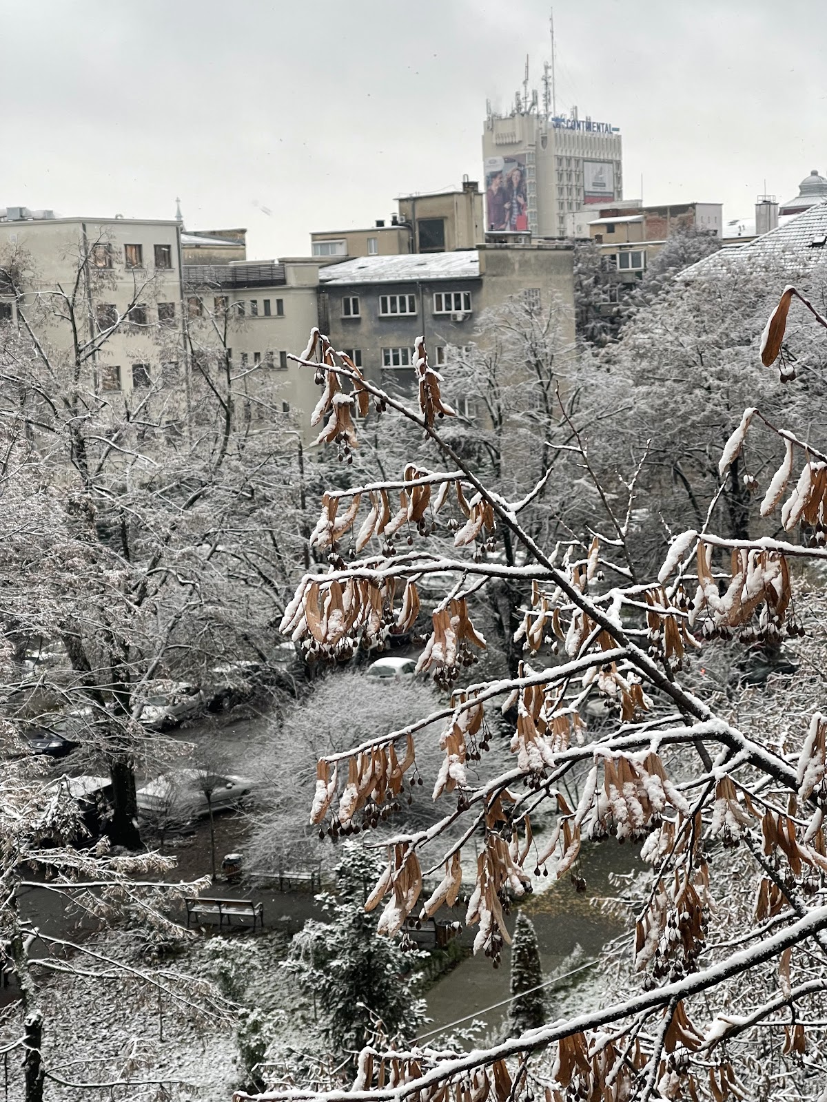 University of Medicine and Pharmacy Victor Babes Timisoara photo 7