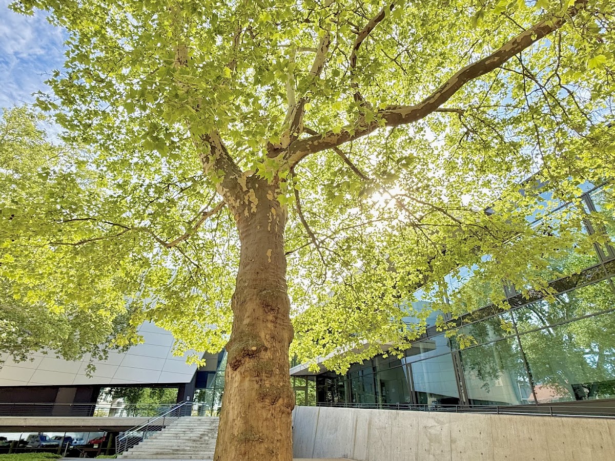 Hochschule für Musik Dresden photo 6