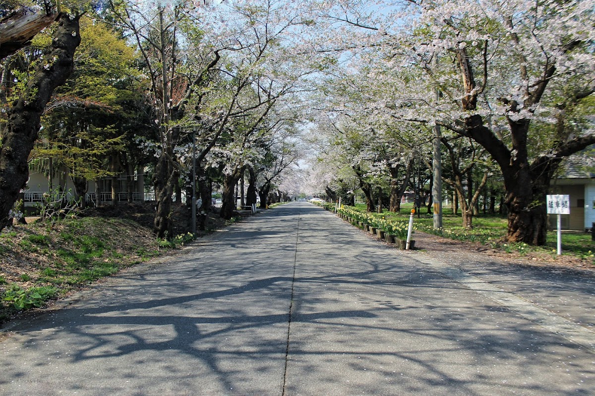 Akita International University photo 1