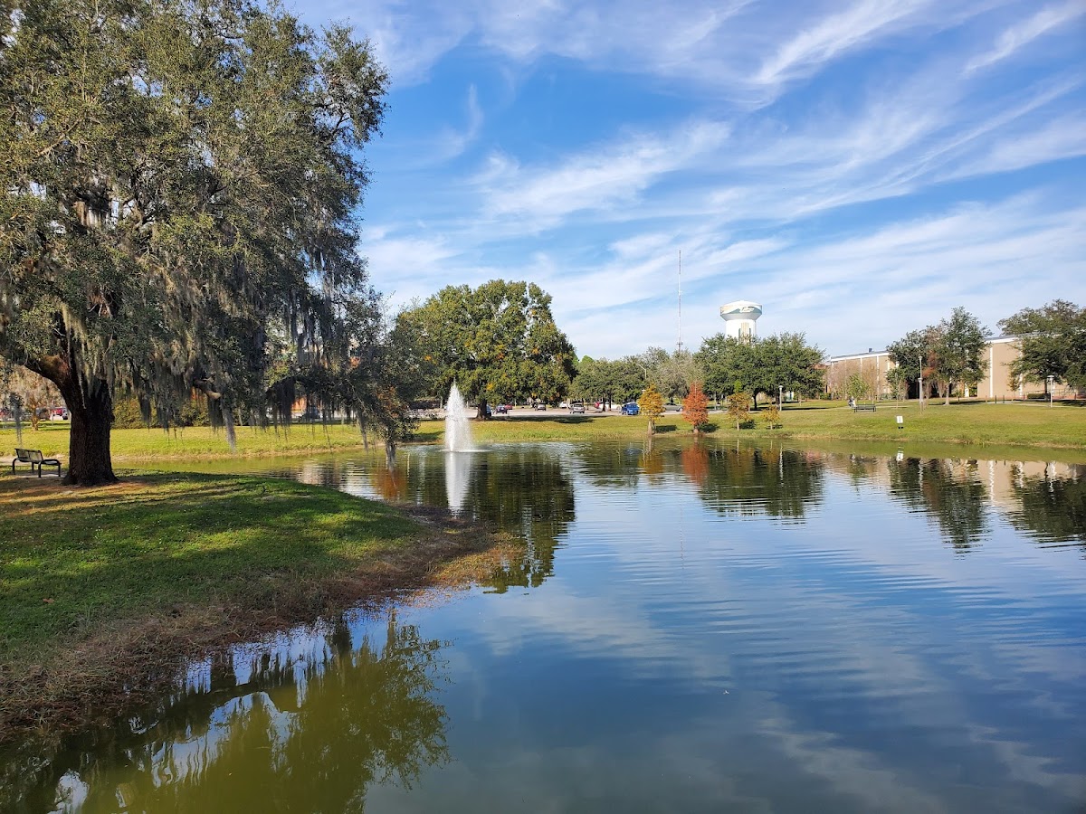 University of South Florida photo 4