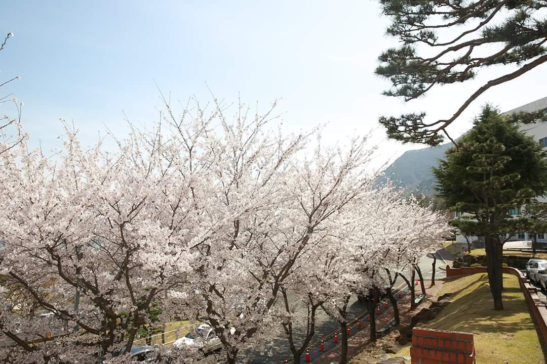 Youngsan University photo 8