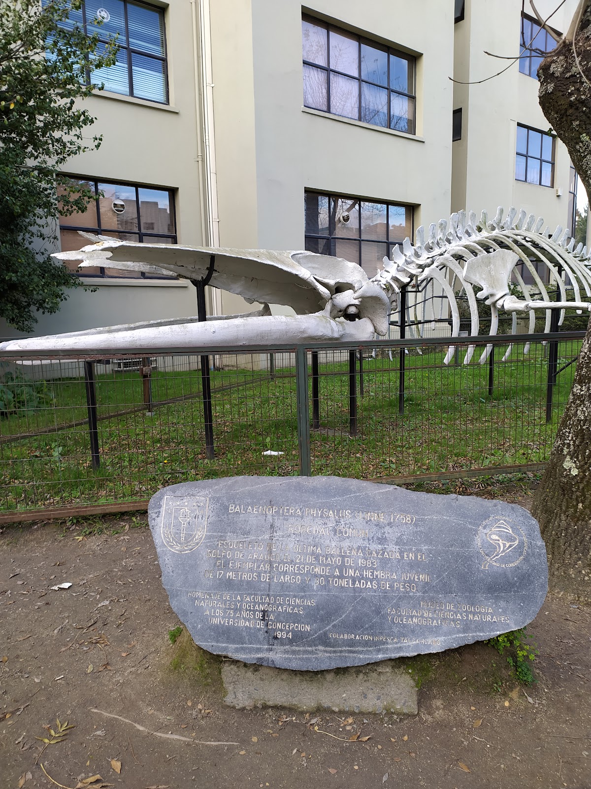 University of Concepción photo 9