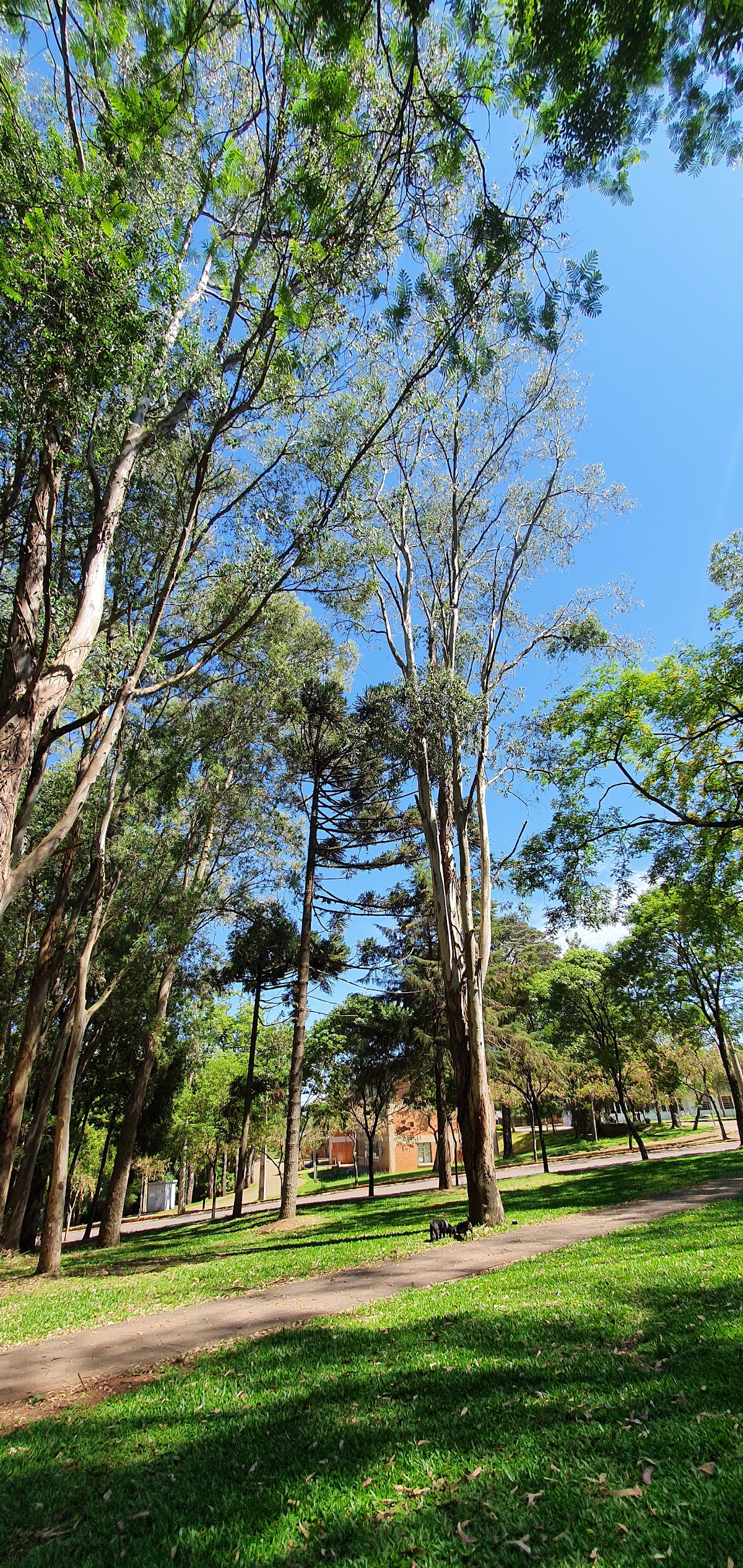 University of Passo Fundo photo 8