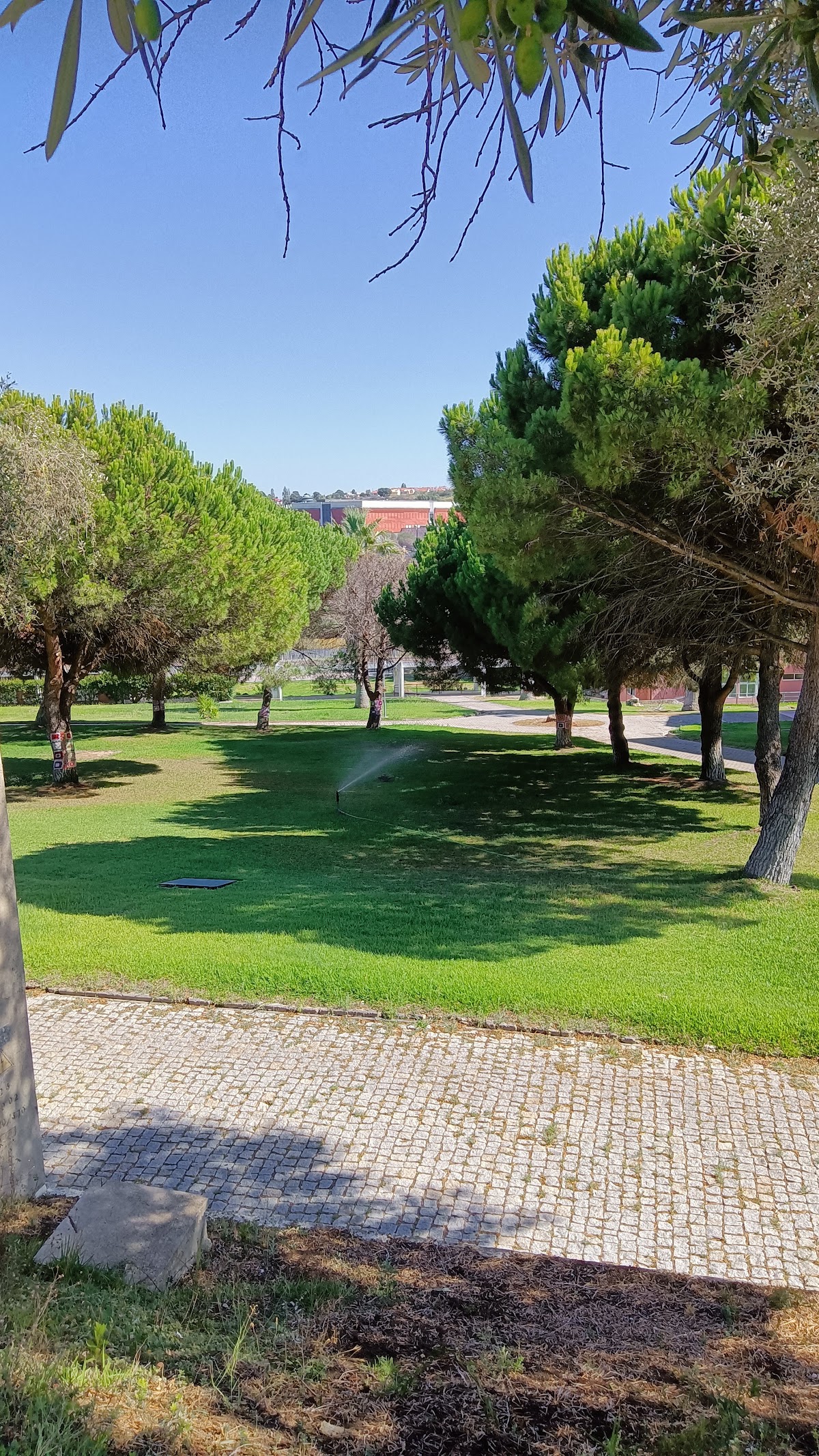 Instituto Superior de Estudos Interculturais e Transdisciplinares de Almada photo 9