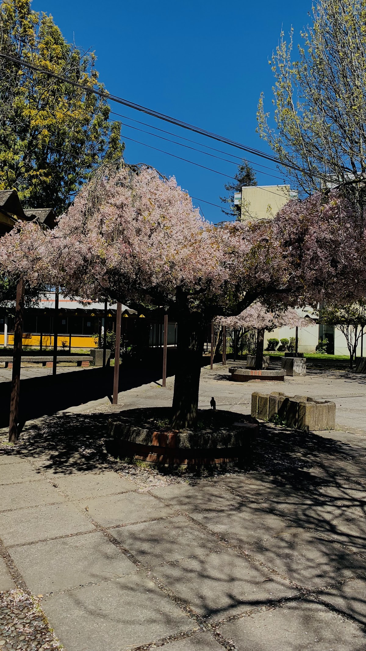 University of the Bío-Bío photo 9