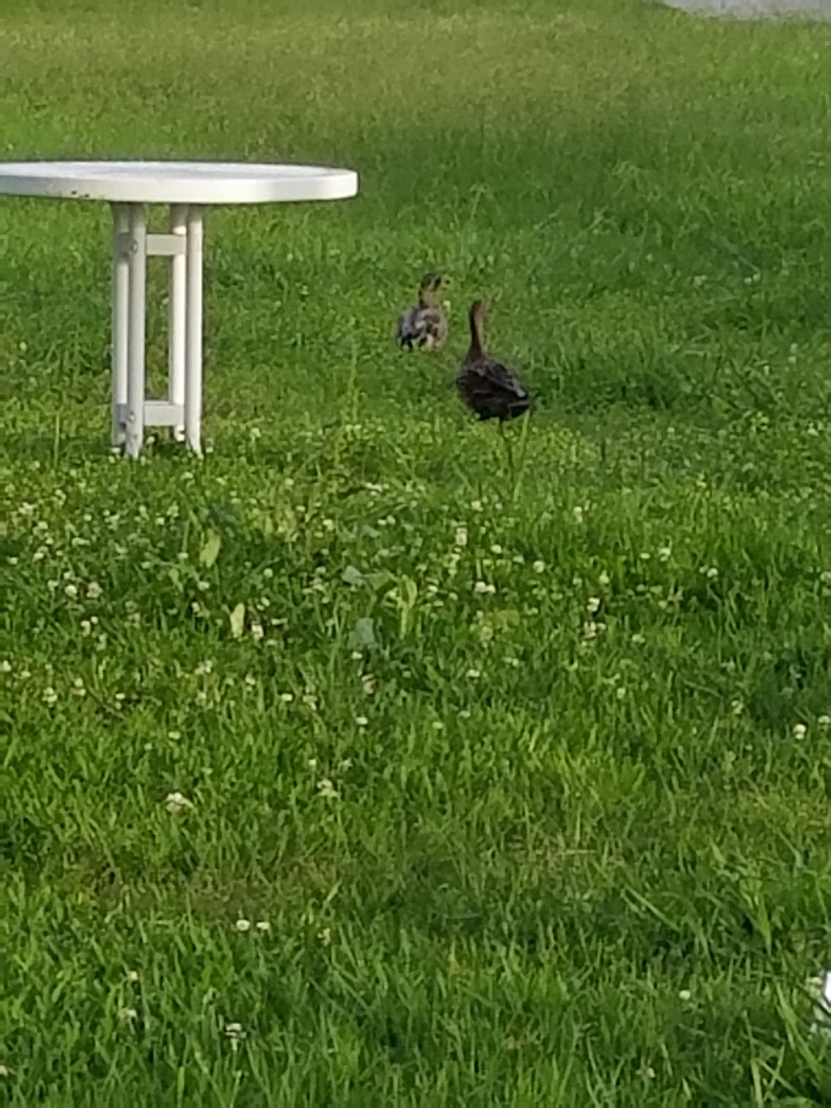 Southern University at New Orleans photo 8