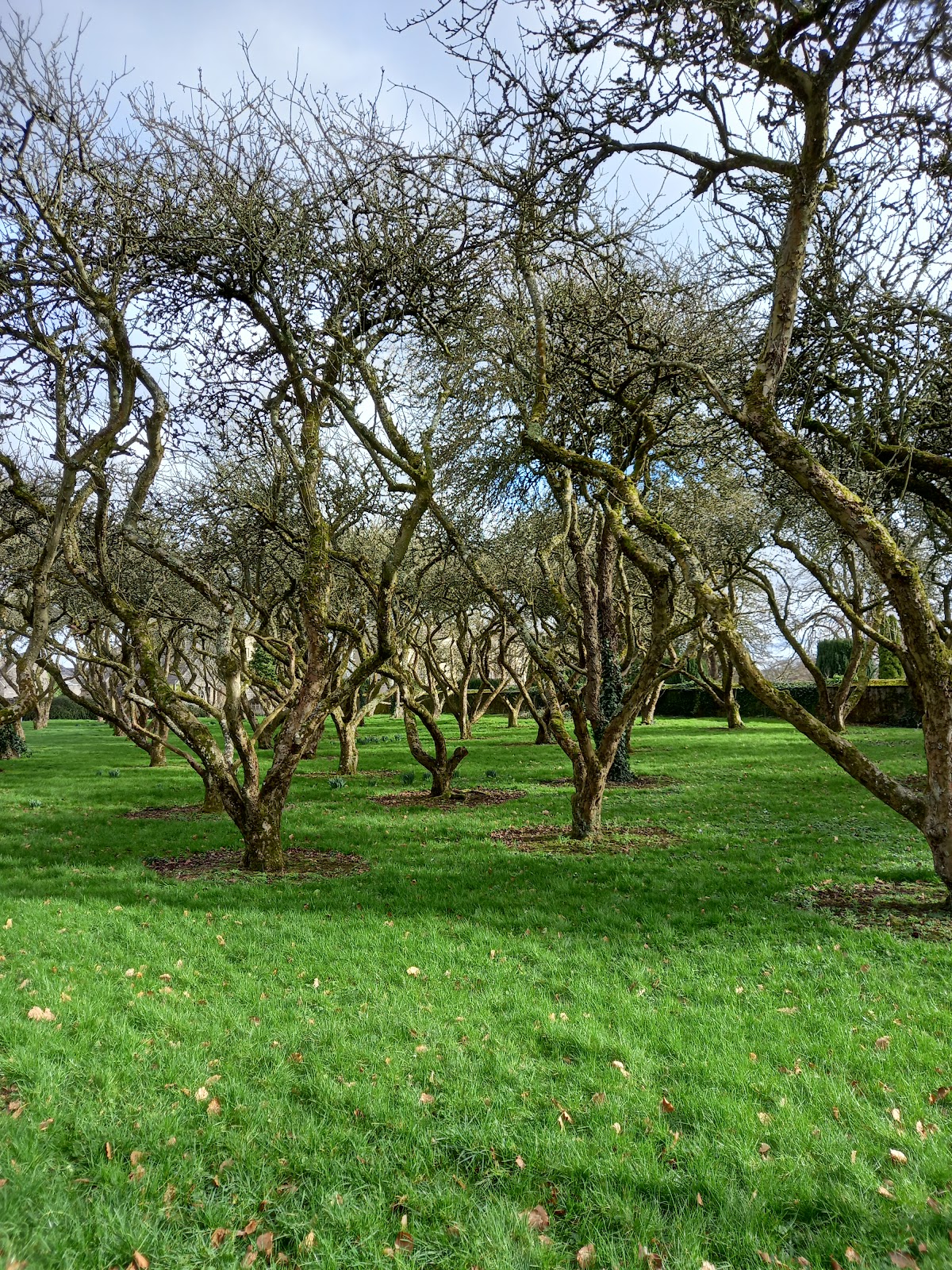 Pontifical University, St Patrick's College photo 8