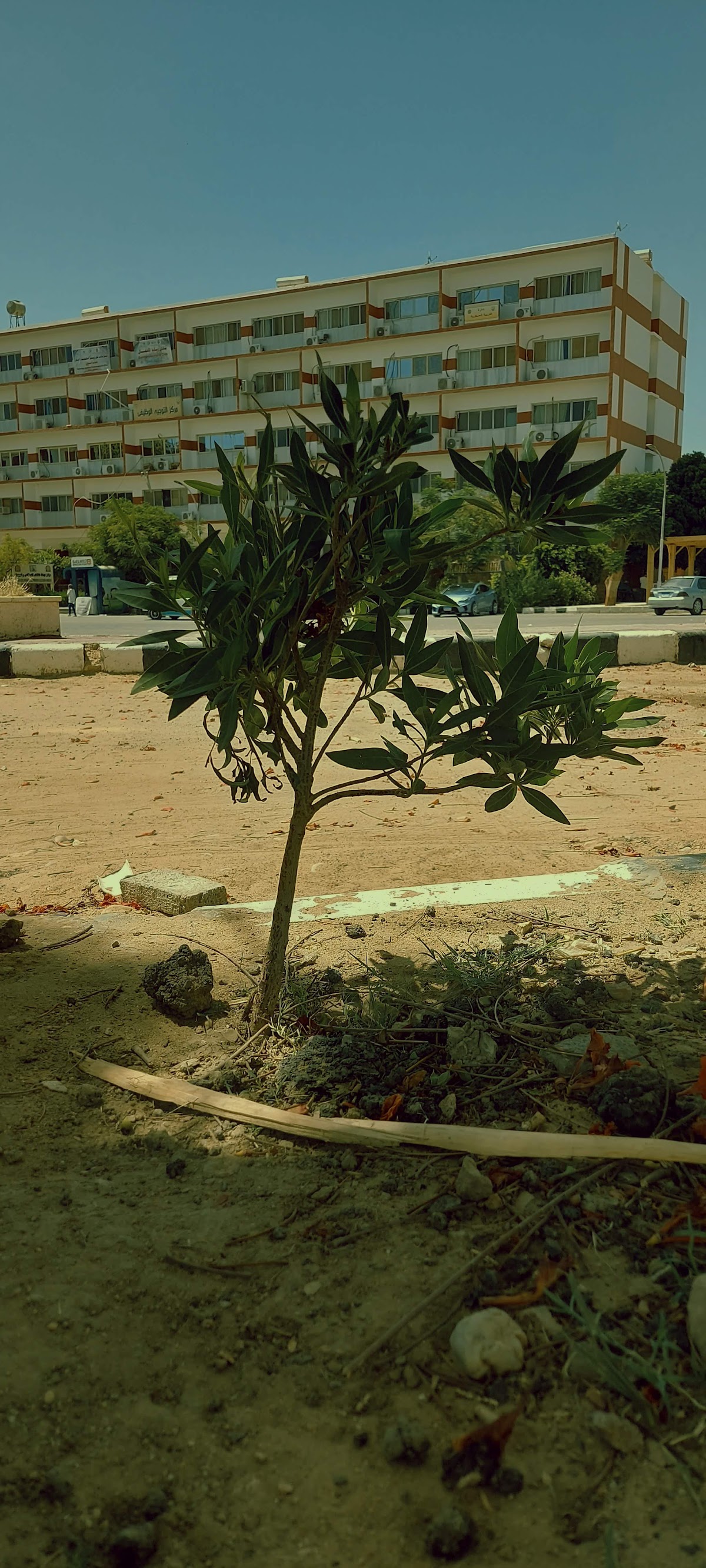 Aswan University photo 9