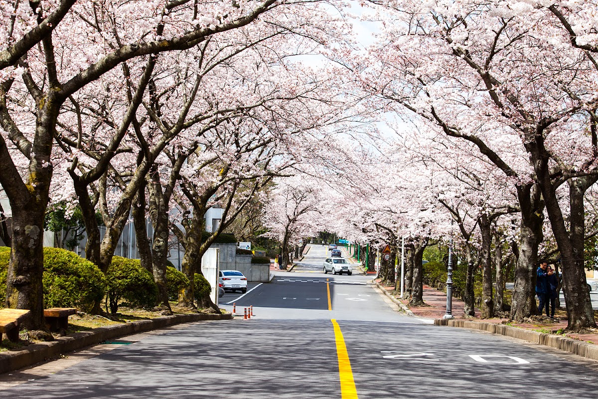 Jeju National University photo 2