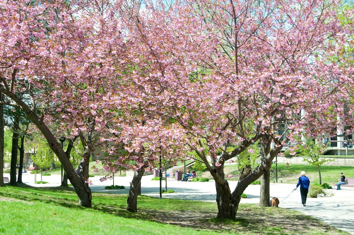 Rhode Island College photo 1