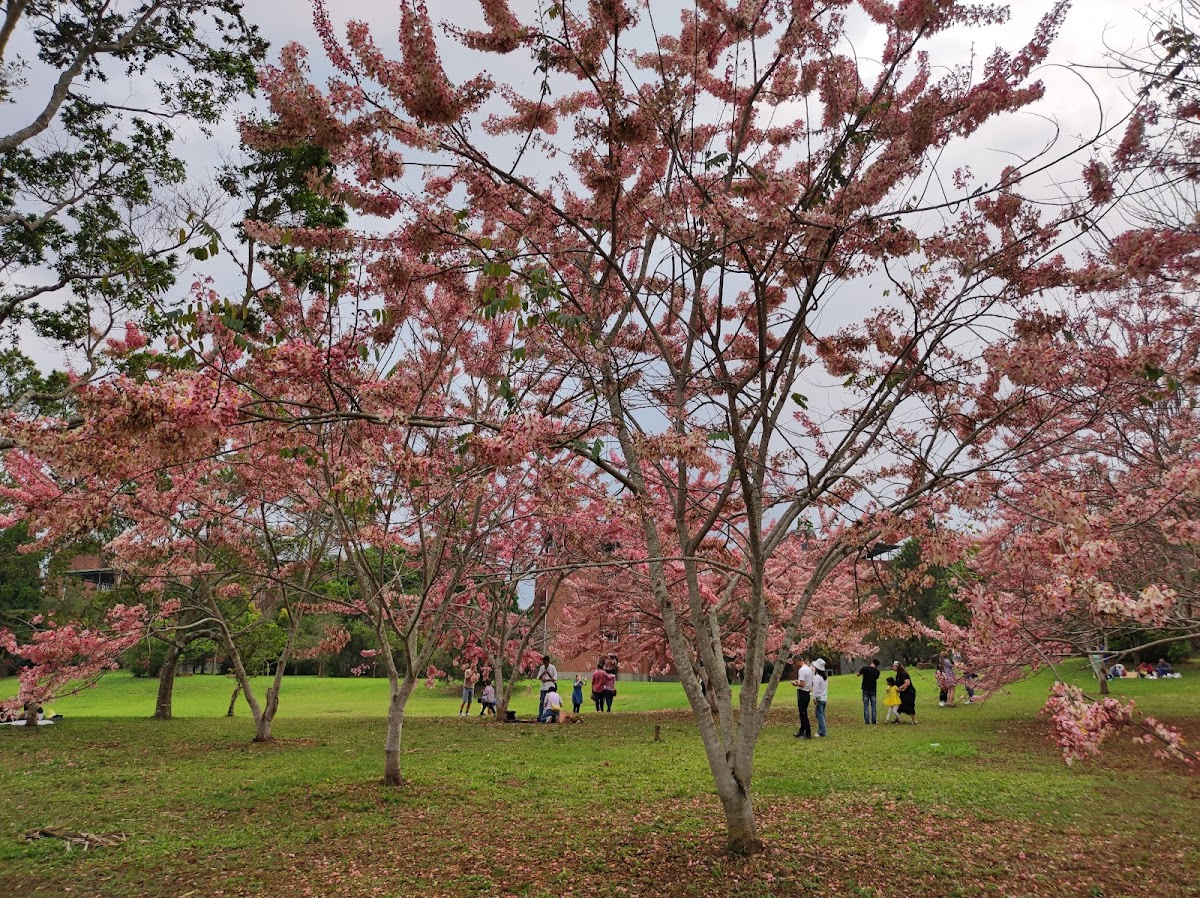 National Chi Nan University photo 2