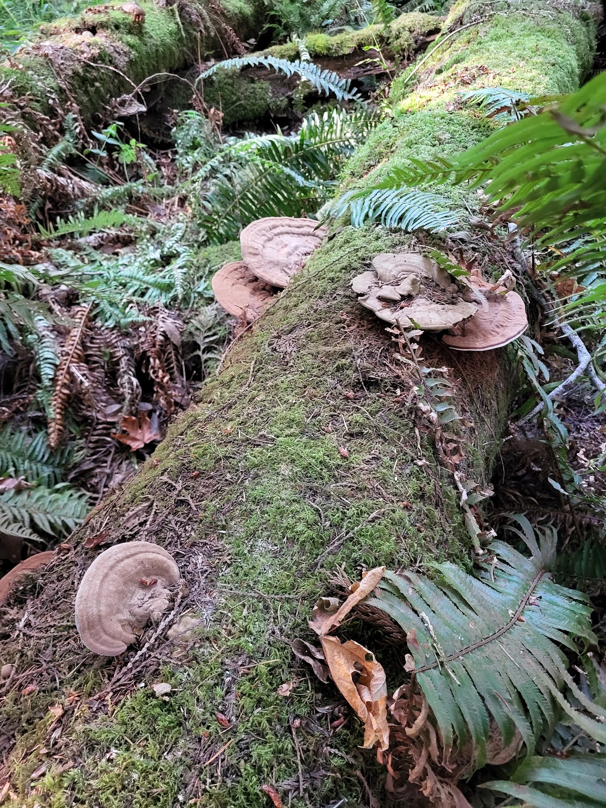 Evergreen State College photo 9