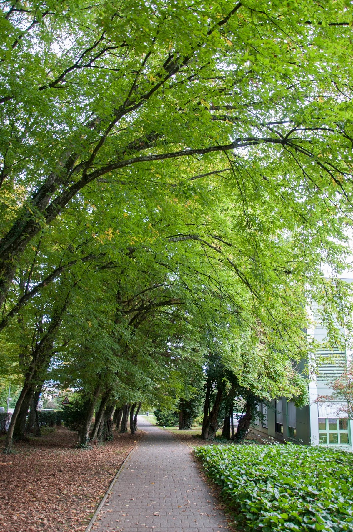 Webster University Geneva photo 9