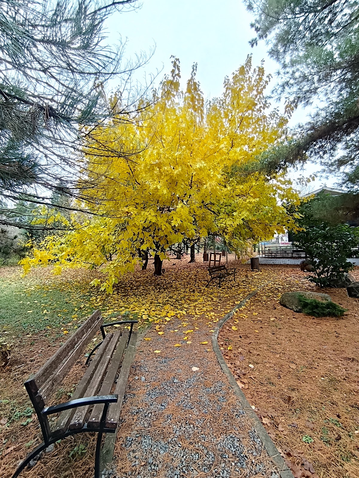 Banat University of Agricultural Sciences and Veterinary Medicine Timisoara photo 9