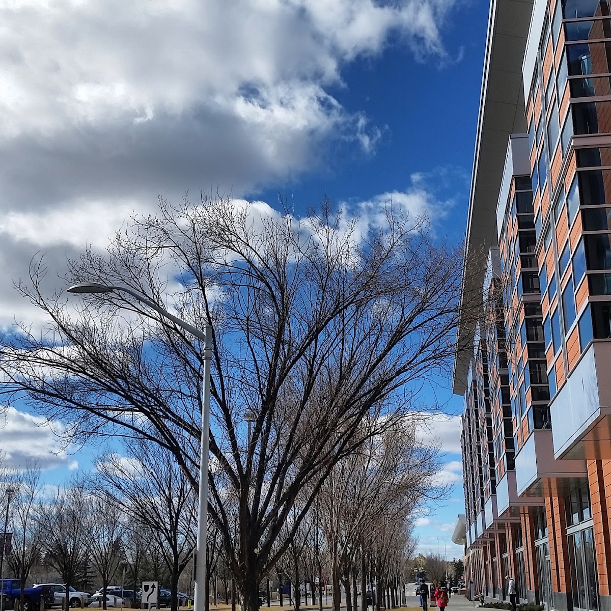 Southern Alberta Institute of Technology photo 6