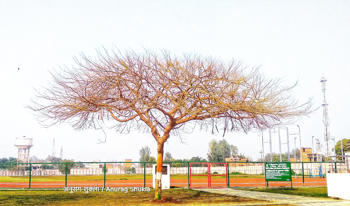 Mahatma Jyotiba Phule Rohilkhand University photo 1