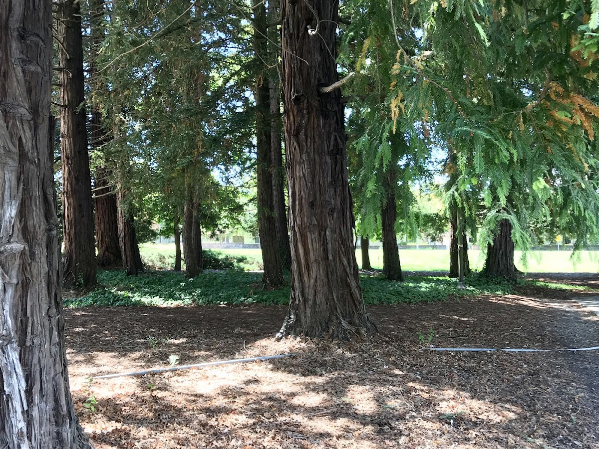 Sonoma State University photo 6