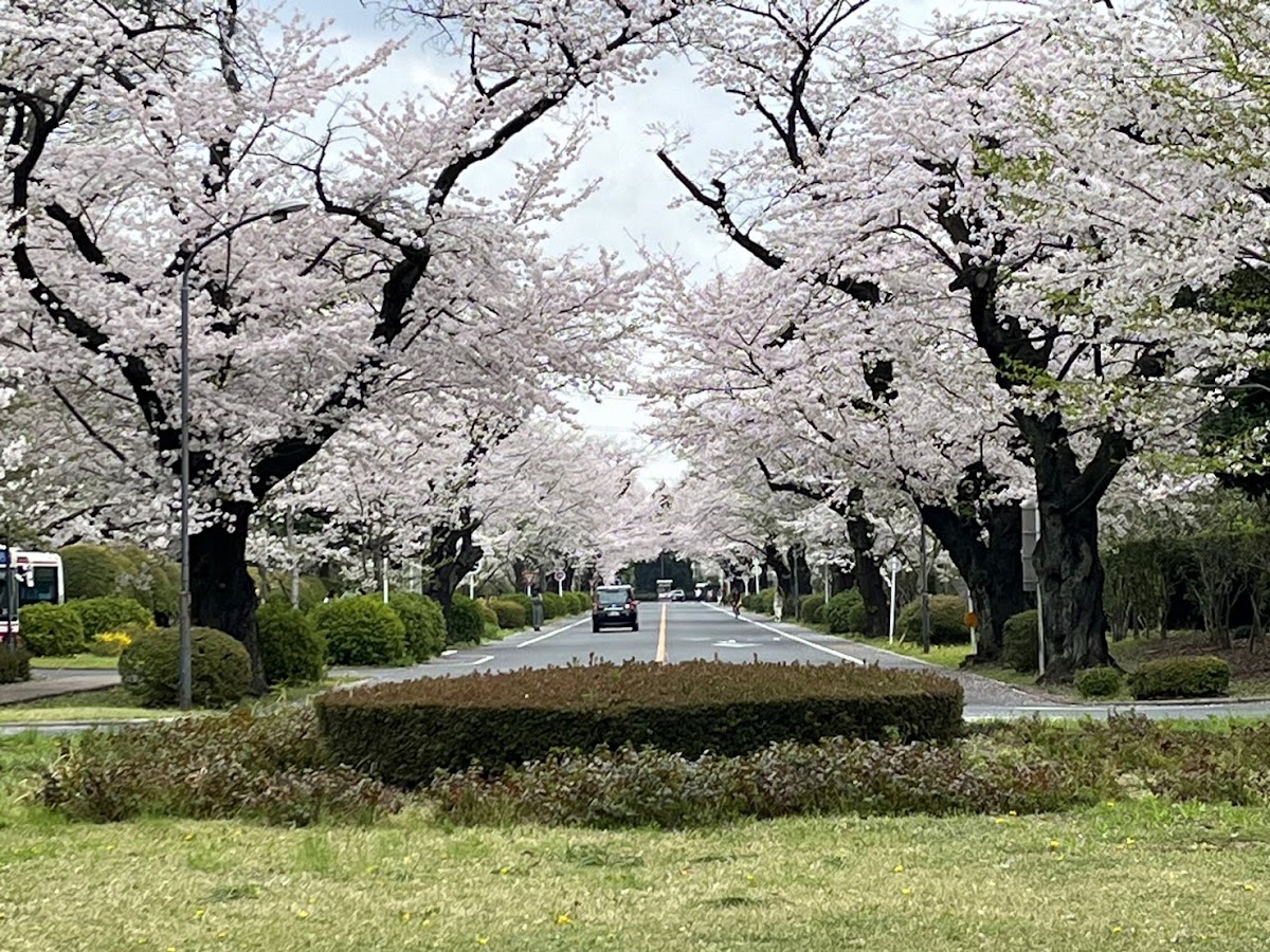 International Christian University photo 2