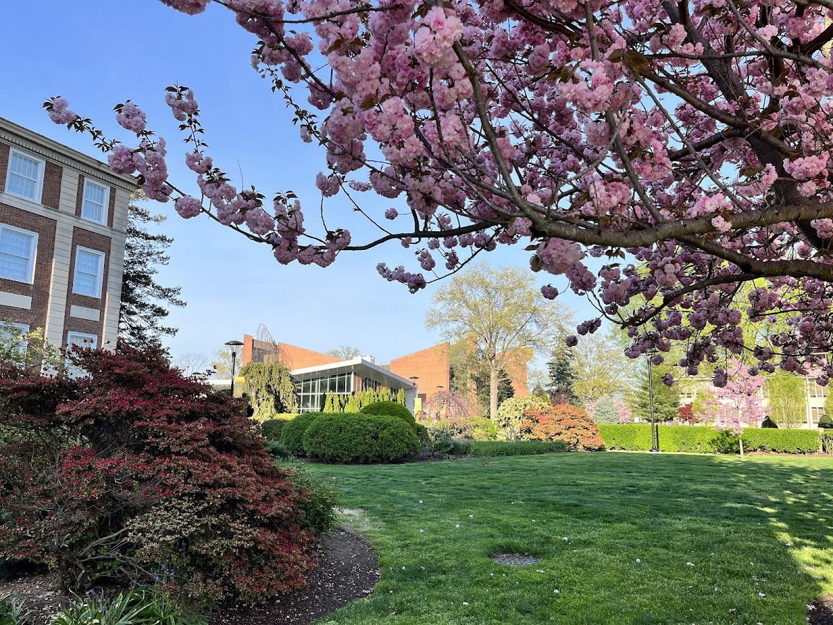 Adelphi University photo 7