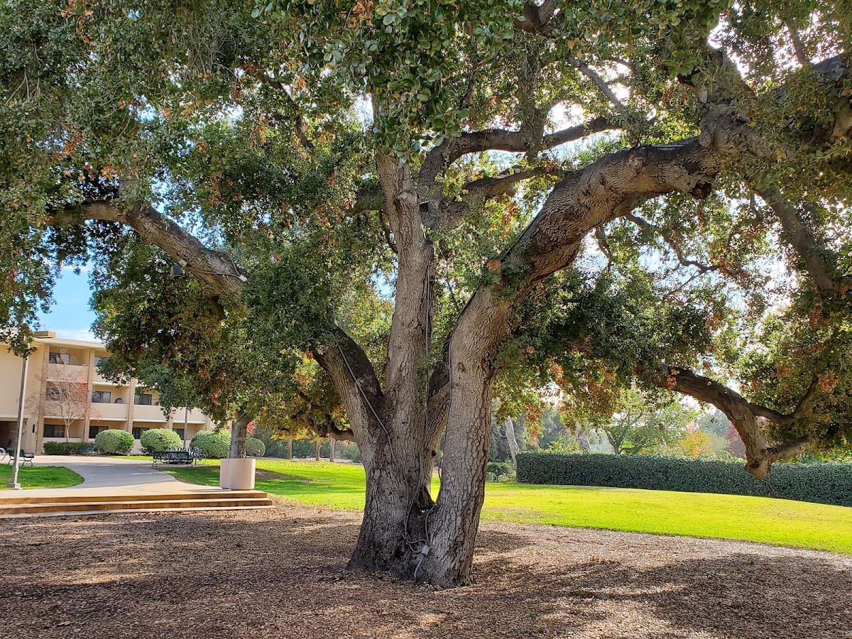 Harvey Mudd College photo 9