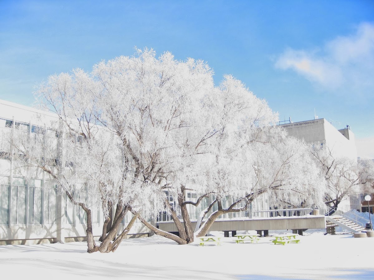 University of Manitoba photo 7