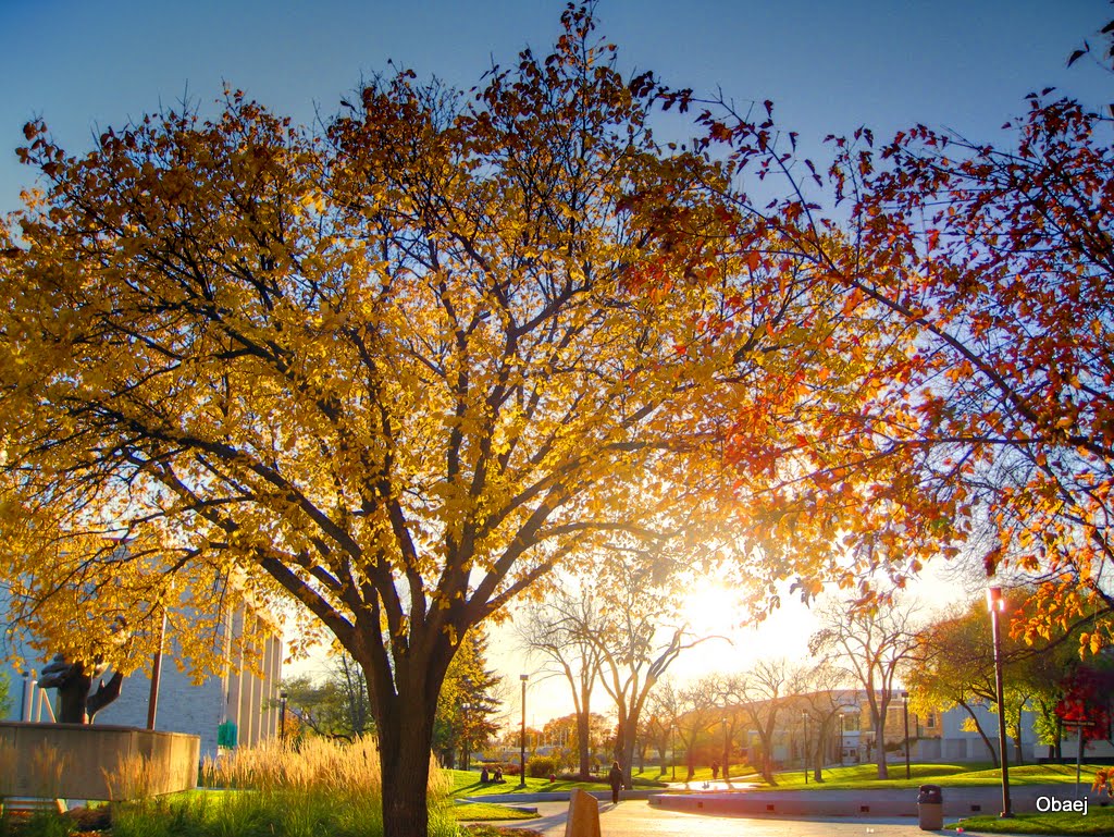 University of Manitoba photo 8