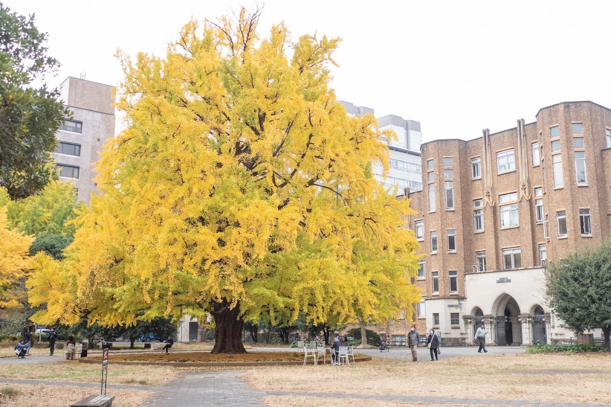 The University of Tokyo photo 1