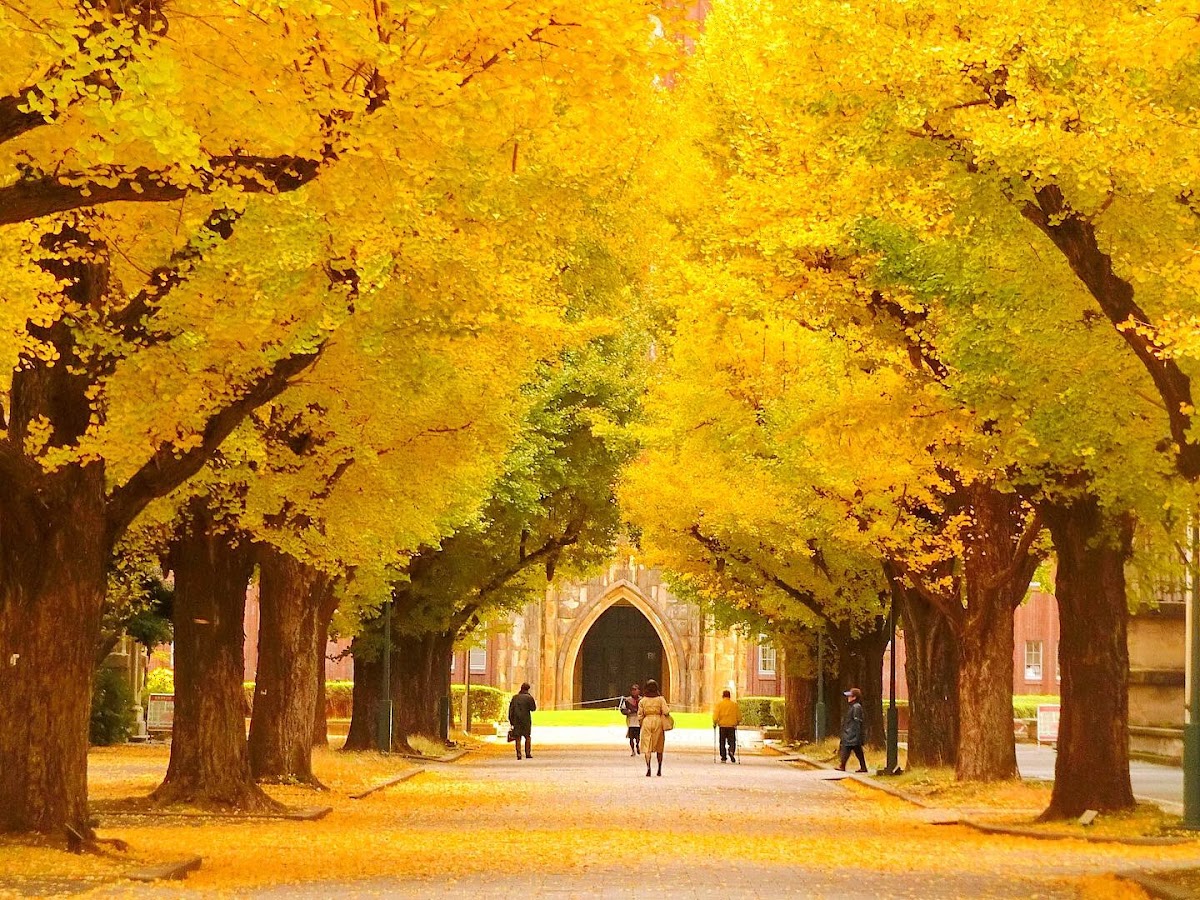 The University of Tokyo photo 4