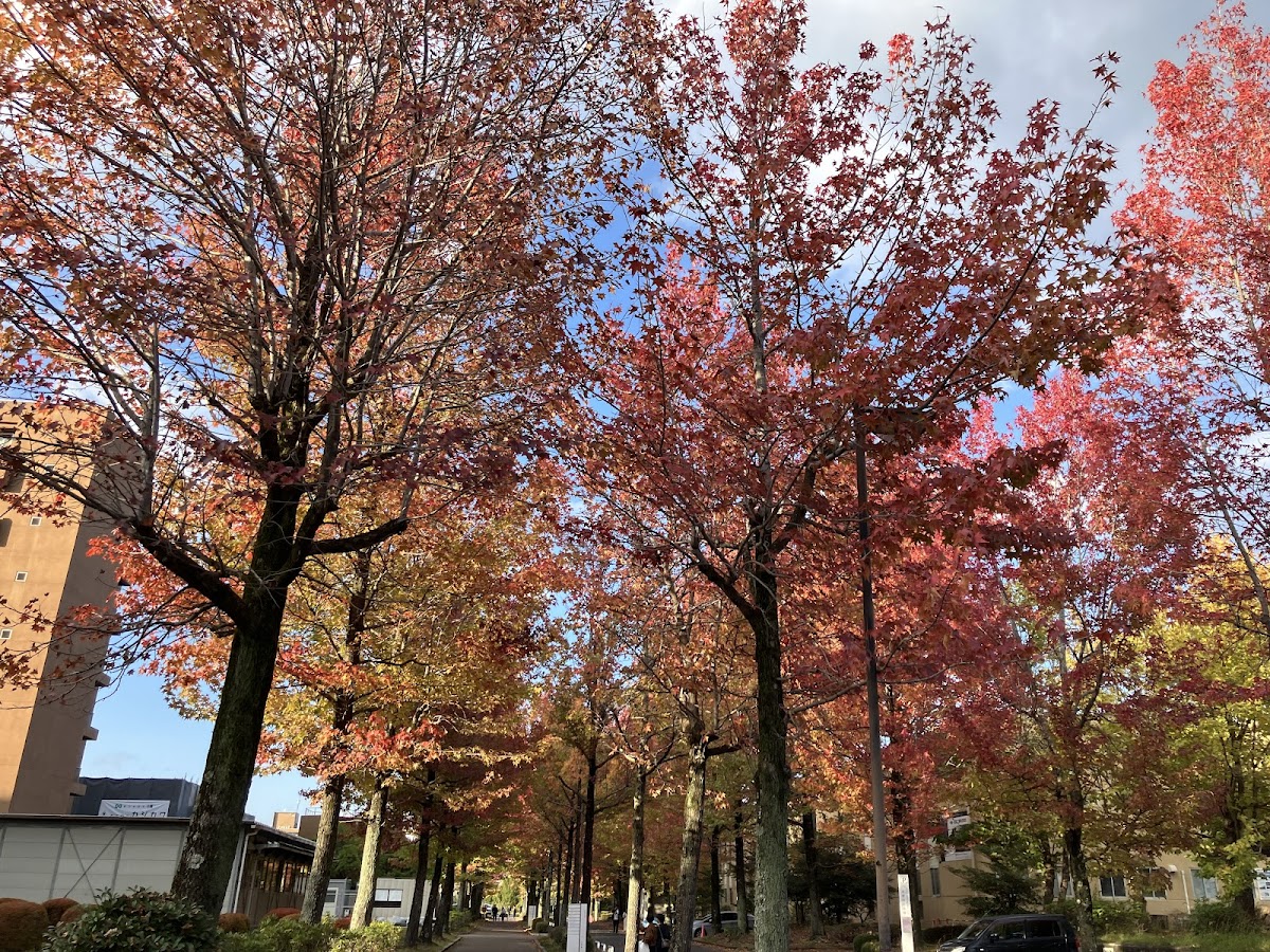 Hiroshima University photo 3