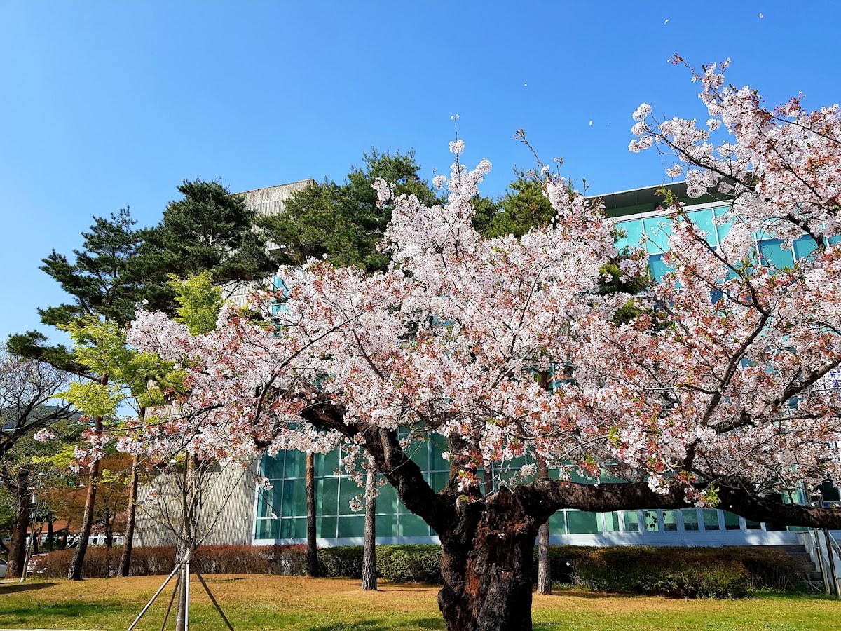Sunchon National University photo 2